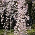 Weeping Cherry Blossom